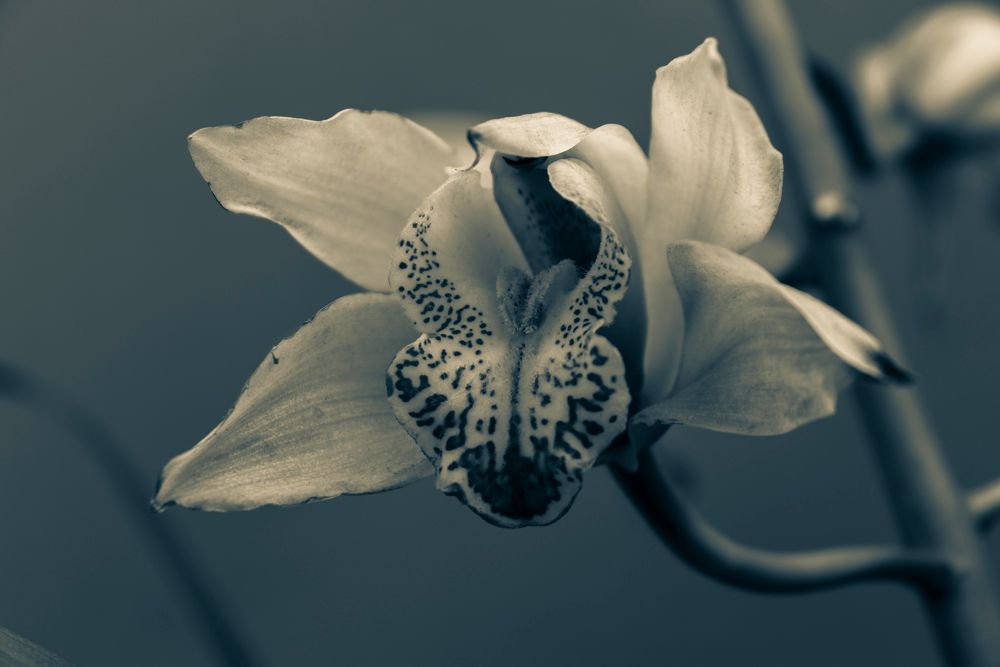 Orquídea Cymbidium